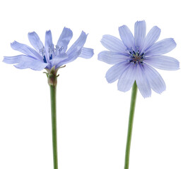 Common chicory flowers