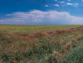 Ukraine, Kherson region, Ukrainian field. Blue sky and yellow field. Ukrainian flag. Landscape with field and road.