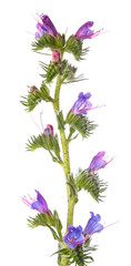 Viper's Bugloss flowers