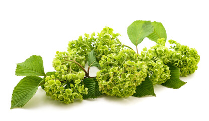Japanese snowball bush