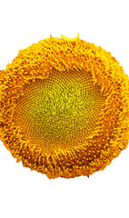 Bright yellow sunflower blossom with green leaves isolated on a white background