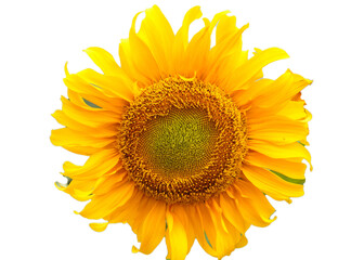 Bright yellow sunflower blossom with green leaves isolated on a white background