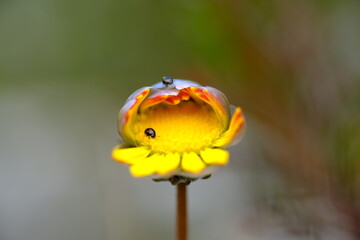 Vibrant Gazania Rigens Flower in Harold Porter Botanical Garden