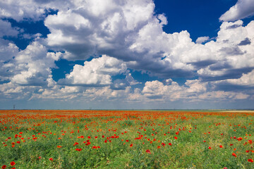 Ukraine, Kherson region, Ukrainian field. Blue sky and yellow field. Ukrainian flag. Landscape with field and road.