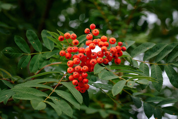 Branch with ripe red rowan fruit and green leaves closeup. Red rowan fruit growing on branch surrounded by green leaves