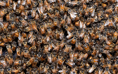 Honeybee working at a beehive