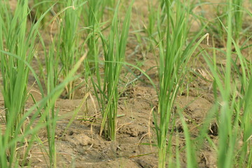 A large area of rice seedlings growing in the fields of Pakistan, Bright green rice fields in the morning, rice fields of Hazro Attock, Close-up of rice seedlings growing on the fields in Meinong