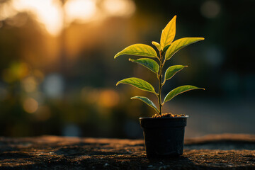 A small green plant seedling in a black pot, bathed in warm sunlight with a blurred natural background.