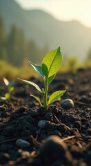 Small plant that is growing out of the ground