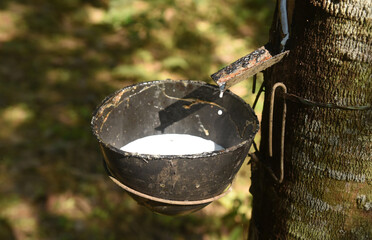Collection of latex from rubber tree