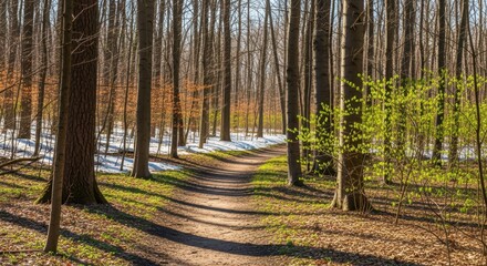 Serene forest pathway winding through tall trees with early spring foliage and melting snow
