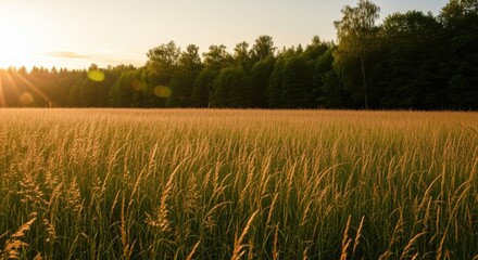Golden grass field illuminated by sunset, surrounded by lush trees, creating a serene landscape