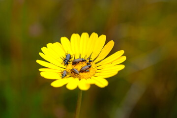 Mylabris oculata on Yellow Flower in Harold Porter Botanical Garden