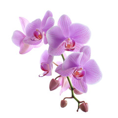 Close-up of three delicate, light-pink orchids