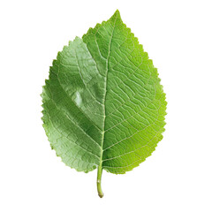 Close-up of a vibrant green leaf (4)