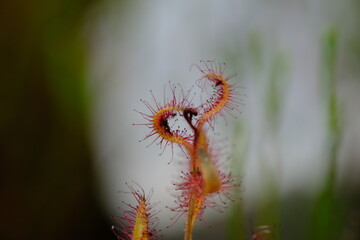 Macro View of Drosera Capensis in Harold Porter Botanical Garden
