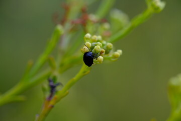 Macro Shot of Bruchinae Beetle on Plant Bud in South Africa
