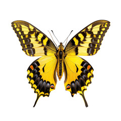 Vibrant yellow and black butterfly
