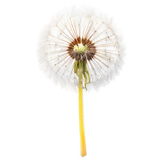 Close-up of a dandelion seed head (5)