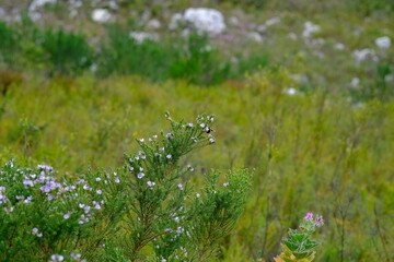 Vibrant Erica Flowers in Harold Porter Botanical Garden, South Africa