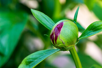 narrow-leaved peony buds on a blurred background with highlights. colorful flower photo. bokeh. close-up.