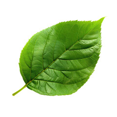 Close-up of a vibrant green leaf (5)
