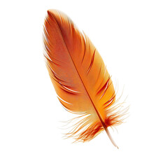 Close-up of a vibrant orange-red feather