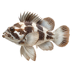 Brown and white uniquely patterned fish with fins spread, isolated on transparent background