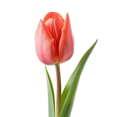 Single coral tulip, close-up, isolated