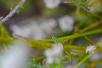 Phymateus morbillosus Grasshopper on Twig in South Africa