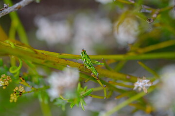 Close-up of Phymateus morbillosus Grasshopper on Plant Stem