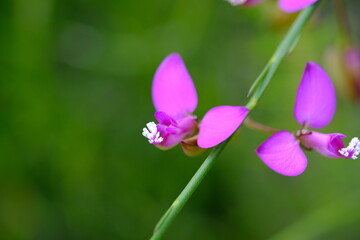 Vibrant Polygala myrtifolia in Harold Porter Botanical Garden