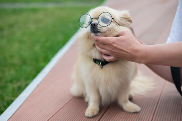 Cute Pomeranian with glasses on a walk.
