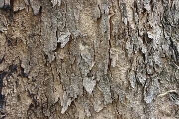 Fototapeta premium Cracked tree bark texture background