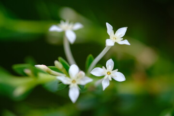 Jasminum multipartitum Flower in Harold Porter Botanical Garden