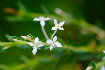 Vibrant Jasminum Flower in Harold Porter National Botanical Garden