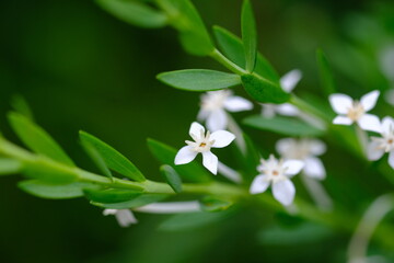 Close-Up of Galium Flowering Plant in Harold Porter Botanical Garden
