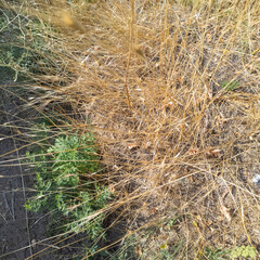 green and dried grass by the road. grass on the side of the road. yellow and green grass. the sun burned the plants.