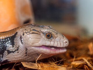 アオジタトカゲのアップ