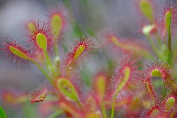 Drosera capensis: Stunning Macro of Carnivorous Plant in South Africa