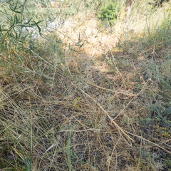 green and dried grass by the road. grass on the side of the road. yellow and green grass. the sun burned the plants.