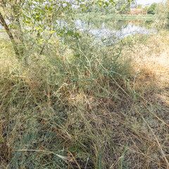 green and dried grass by the road. grass on the side of the road. yellow and green grass. the sun burned the plants.
