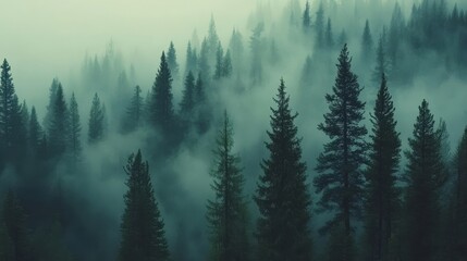 Fototapeta premium The Beauty and Importance of Forests