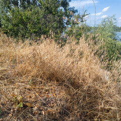 green and dried grass by the road. grass on the side of the road. yellow and green grass. the sun...