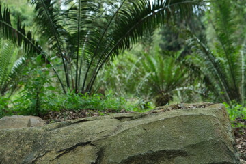 Lush Encephalartos in KwaZulu-Natal Botanical Garden