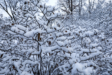 Winter view of Central Park, New York covered in snow during early morning