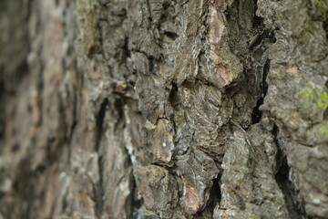 Textured Tree Bark in KwaZulu-Natal Botanical Garden