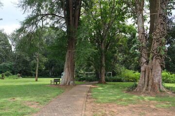 Tranquil Tree in KwaZulu-Natal Botanical Garden