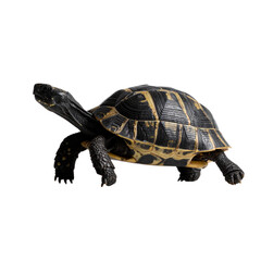 Fototapeta premium Brown Turtle with Dark Spots