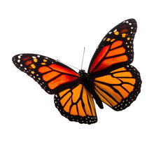 Fototapeta premium Orange Butterfly with Black Spots